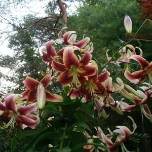 Meet your Posher, Reyne